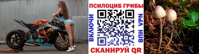 Псилоцибиновые грибы мицелий  darknet наркотические препараты  Волосово  закладки 
